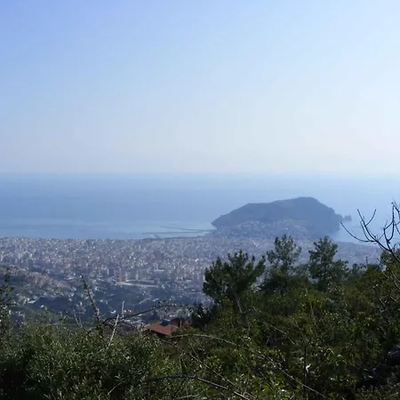 Dream 2 Willa